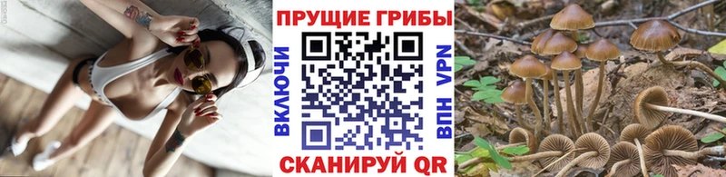 закладки  Нижний Новгород  Псилоцибиновые грибы Psilocybe 